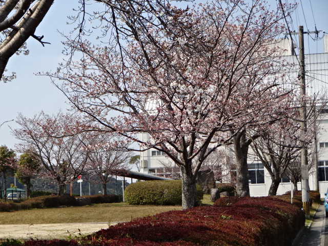 自宅近辺の桜